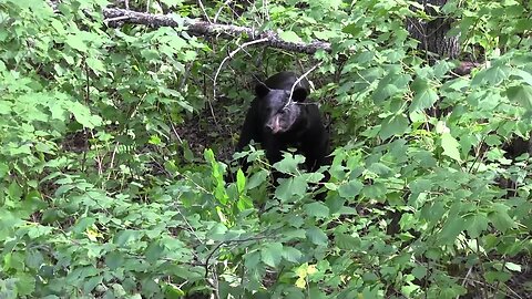 How to Bait Big Bears - Specific Location for bear hunting