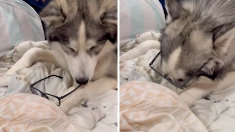 Husky Hilariously Puts On Judgmental Glasses