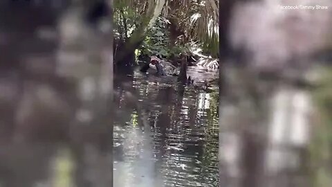 Florida woman on inflatable paddle board films giant alligator killing and eating another gator