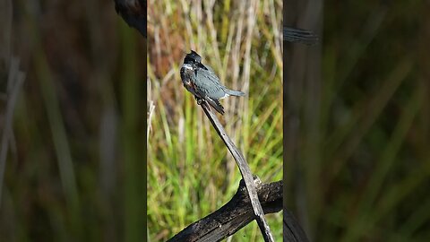 King Fisher 4 k 120fps Slow Motion #kingfisher #sonya6700 #sonylens