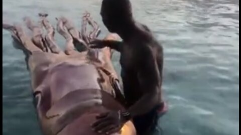 Man discovers unreal sea creature in Bora Bora