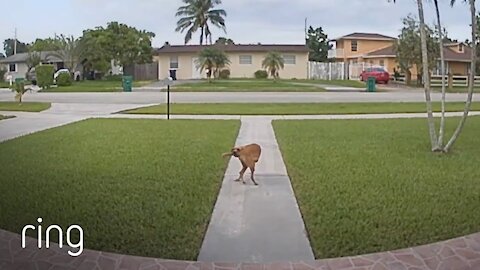 Just an Odd Dog Walking While Holding His Tail Seen Via Ring Video Doorbell