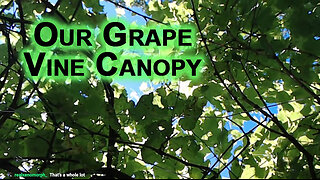 Our Grape Vine Canopy on Our Patio Garden: Show and Tell [ASMR]