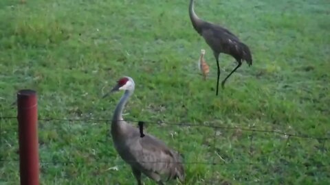 Sandhill Cranes brought their baby over