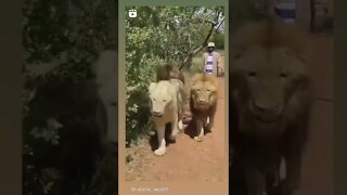 Three big and cute cats #shorts 🦁