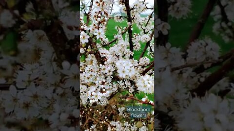 Beautiful blackthorn flowers