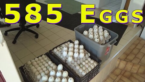 585 Duck Egg Food Bank Donation April 28, 2020