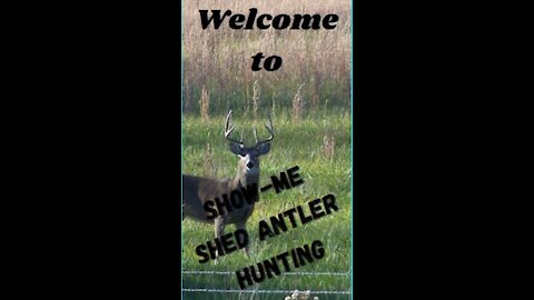 Intro to Show-Me Shed Deer Antlers