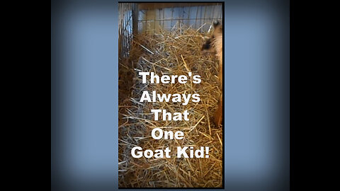 There’s Always That One Kid Goat!