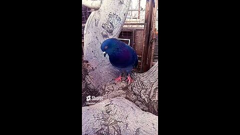 "Rocky My Pigeon Dancing On The Mullberry Tree💃🕊️😇💫🎶🎼🌺Come See