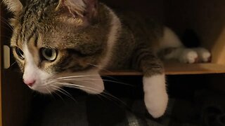 Naughty Little Cat Has Hidden in a Wardrobe