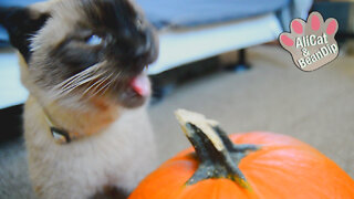 My cat is pumpkin drunk