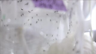 Collier County seeing a raise in mosquitoes
