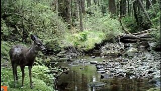 A Creek in the Timber, May 15-30