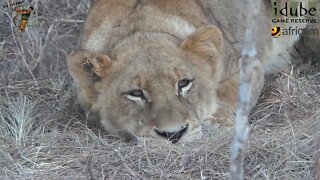 LIONS: Following The Pride 48: Loss Of A Cub To Hyenas?