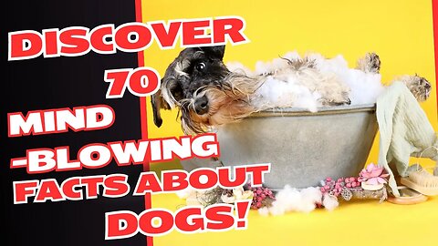 Discover 70 Mind-Blowing Facts About Dogs!