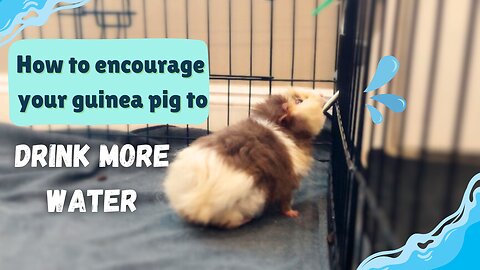 5+ Easy Ways to Get Your Guinea Pig to Drink More Water