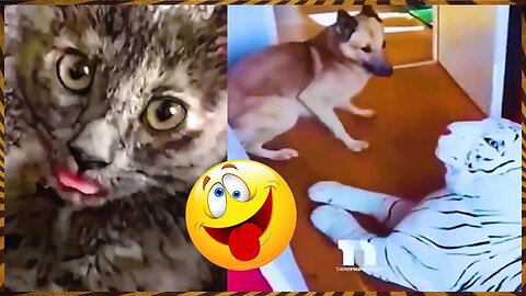 Funniest Dogs And Cats Videos 😅 - Best Funny Animal Videos 2023 😁