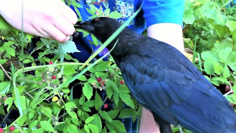 Young man teaches orphaned baby crows how to pick berries from a bush