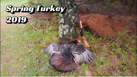 Spring Turkey 2019