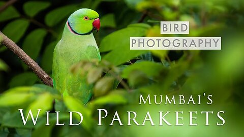 The WILD PARAKEETS of Mumbai & MORE | Urban Bird Photography