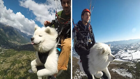 Dog Goes Paragliding With His Owner And Loves it!