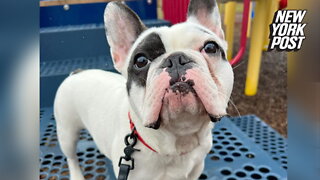 World's cutest — and worst-behaved — homeless French bulldog finds forever home