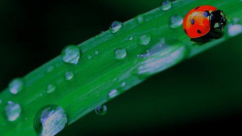 10 Hours of Soothing Black Screen Rain for Yoga or Meditation