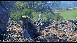 Nuzzles and Snuggles With Mom 🦉 3/6/22 12:32