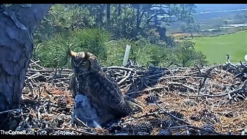 Nuzzles and Snuggles With Mom 🦉 3/6/22 12:32