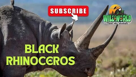 Black Rhinoceros