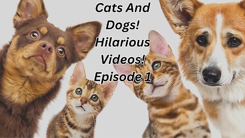 Funny Cats And Dogs Ep.1