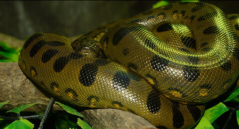 Anaconda vert au maroc