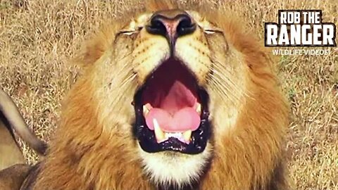 Powerful Lion Roaring In The Wild | African Safari Sighting