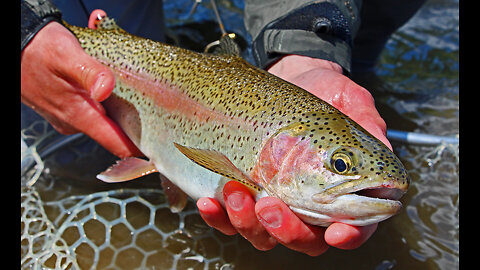 Fly Fishing the Delaware River - Euronymphing for Rainbow Trout