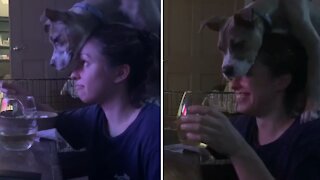 Pit Bull puppy makes it near impossible for owner to enjoy her meal