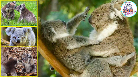 Koala Funny Fighting Compilation Video 2023 - Cute Pet Koala