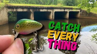 $1 Micro Lure that CATCHES EVERYTHING! (Roadside Challenge)