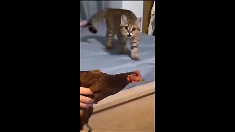Cat was trying to copy hen 😂 Funny pets life #20