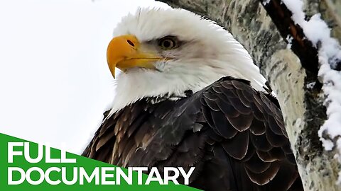 Falcon: The Kings of the Sky | Free Documentary Nature
