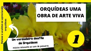 ORQUÍDEAS UMA OBRA DE ARTE VIVA AO SOM RELAXANTE DE PÁSSAROS