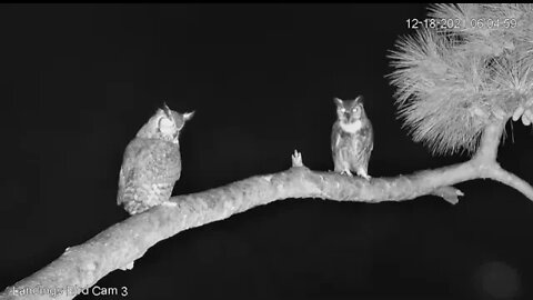 Savannah Great Horned Owls-Early Morning Conversation 12/18/21 6 AM