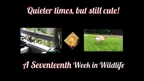 A Seventeenth Week In Wildlife - Quieter, but still cute!
