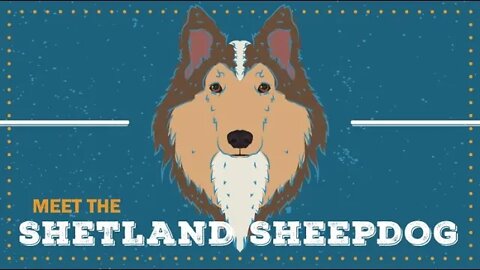 Shetland Sheepdog | CKC Breed Facts & Profile