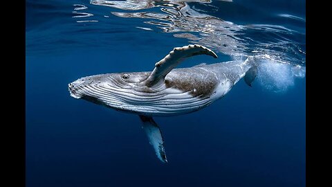 "Blue Majesty: Exploring the World of Earth's Largest Creature". unique facts about Blue whale.