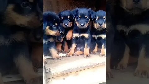 And the rottweiler puppies says....cheese 📸 #viralshorts #trending #doglover #rottweiler #puppies