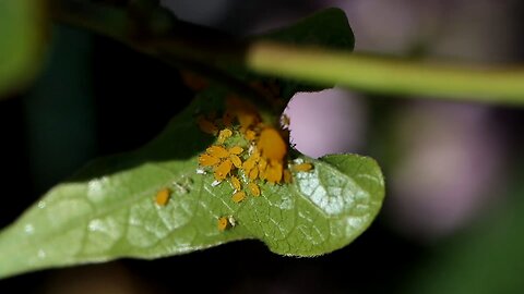 More Aphids on a Vine