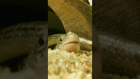 LARRY THE LEGLESS LIZARD (11/16/21)