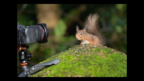 Photographing red squirrels in the Lake District #wildlifephotography #nikonz8