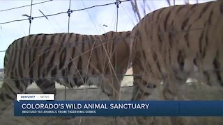Colorado's Wild Animal Sanctuary caring for 150 Tiger King series' animals